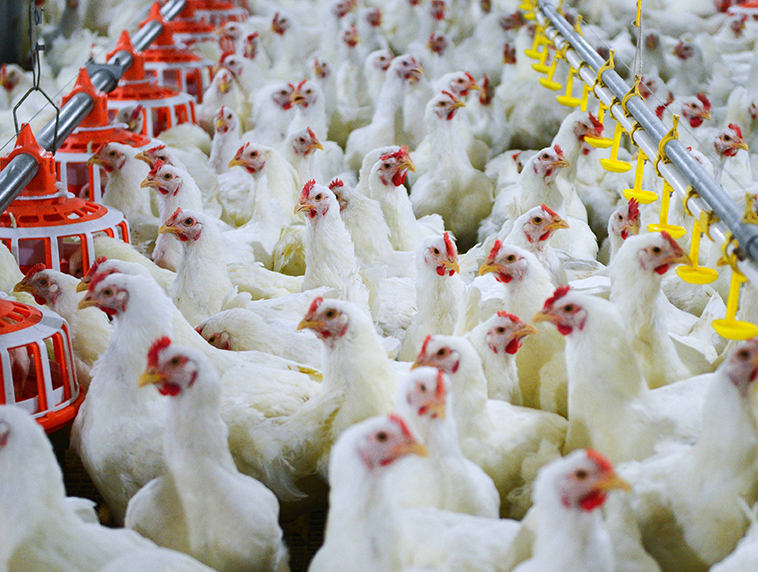 Livestock and poultry industry solutions