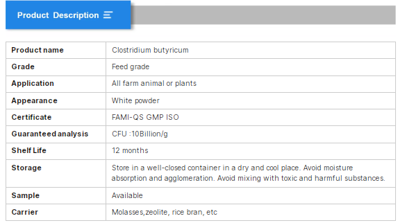 Clostridium butyricum3.png